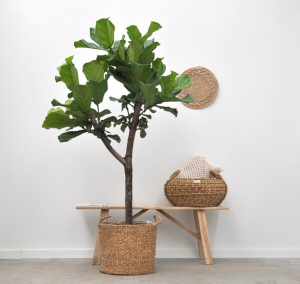 thumbnail_6000-5809.jpg Ficus Lyrata boom