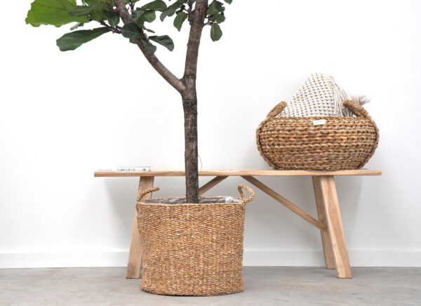 thumbnail_6000-5810.jpg Ficus Lyrata boom
