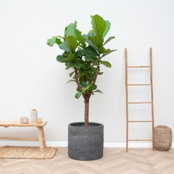 thumbnail_6000-5811.jpg Ficus Lyrata boom