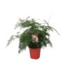 Asparagus Setaceus Bush