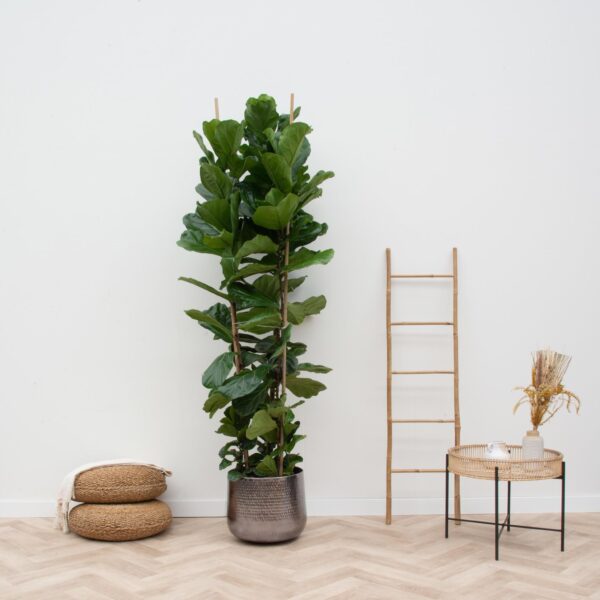 thumbnail_6000-5834.jpg Ficus Lyrata struik