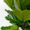 Ficus Lyrata struik
