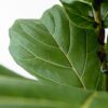 Ficus Lyrata struik