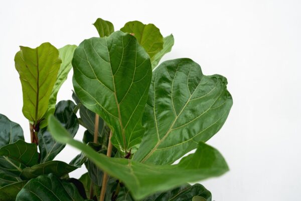 thumbnail_6000-5838.jpg Ficus Lyrata struik