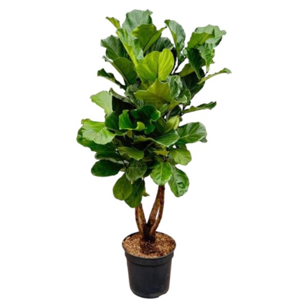 thumbnail_6000-5839.jpg Ficus Lyrata vertakt