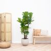 Ficus Lyrata vertakt