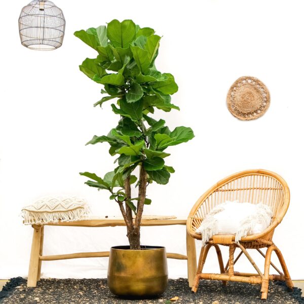 thumbnail_6000-5842.jpg Ficus Lyrata vertakt