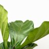 Ficus Lyrata vertakt