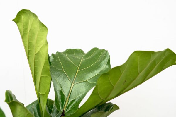 thumbnail_6000-5845.jpg Ficus Lyrata vertakt