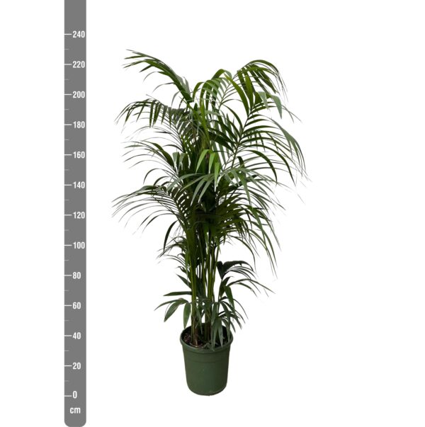 thumbnail_6000-5860.jpg Kentia palm
