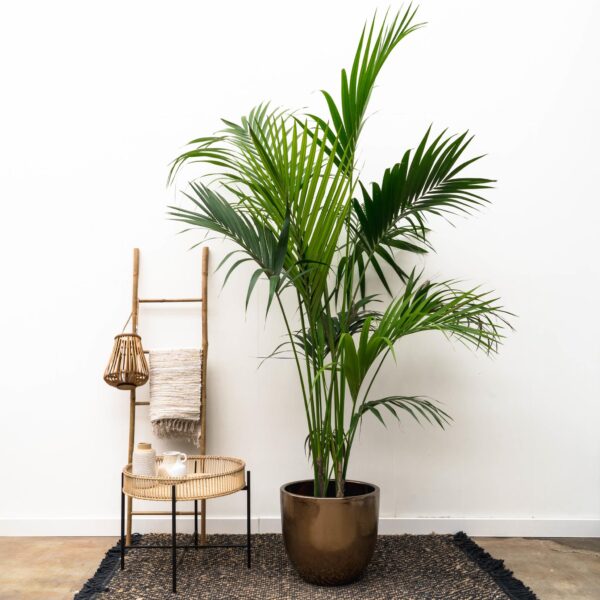 thumbnail_6000-5861.jpg Kentia palm