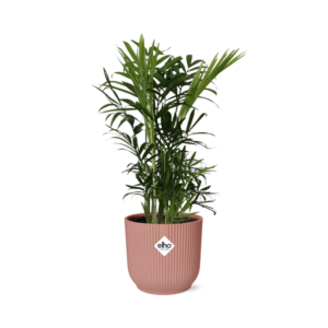 thumbnail_6000-5865.png Chamaedorea Elegans in ELHO Vibes Fold roze
