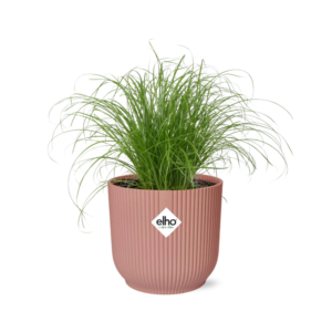 Cyperus Alternifolius Zumula in ELHO Vibes Fold roze