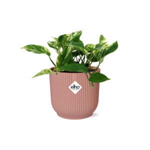 Scindapsus (Epipremnum) Marble Queen in ELHO Vibes Fold Roze