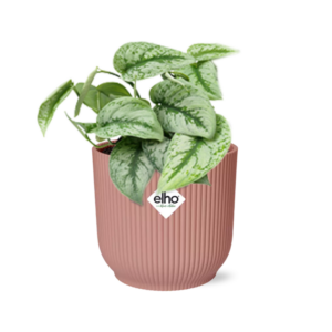 Scindapsus Pictus ‘Trebie’ in ELHO Vibes Fold roze