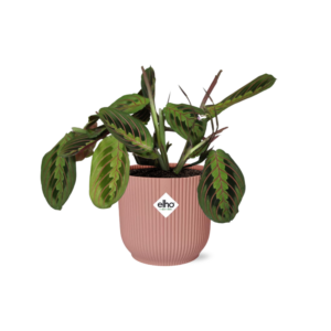 Maranta Leuconeura ‘Fascinator’ Tricolor in ELHO Vibes Fold roze