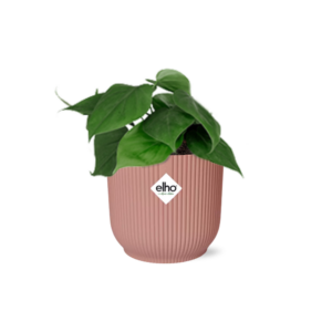 Philodendron Scandens in ELHO Vibes Fold roze