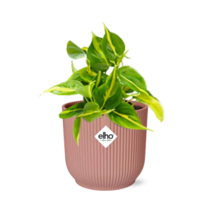 Philodendron Scandens ‘Brasil’ in ELHO Vibes Fold roze