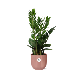 Zamioculcas in ELHO Vibes Fold roze