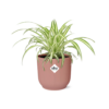 Chlorophytum Comosum Variegatum in ELHO Vibes Fold roze