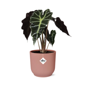 Alocasia ‘Polly’ in ELHO Vibes Fold roze