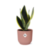 Sansevieria Futura Superba in ELHO Vibes Fold roze