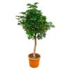 Schefflera op stam