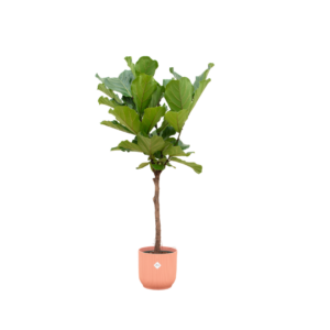 thumbnail_6000-5918.png Ficus Lyrata stam inclusief elho Vibes Fold Round roze
