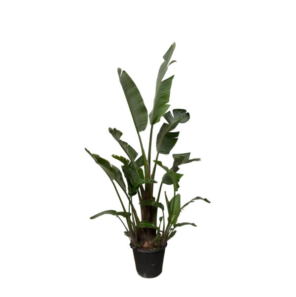 thumbnail_6000-5921.jpg Strelitzia Augusta