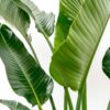 Strelitzia Augusta multi stam XXL