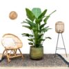 Strelitzia Nicolai de luxe XXL