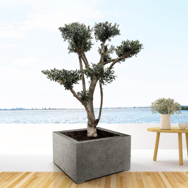 thumbnail_6000-6005.jpg Olea Europaea Pompon