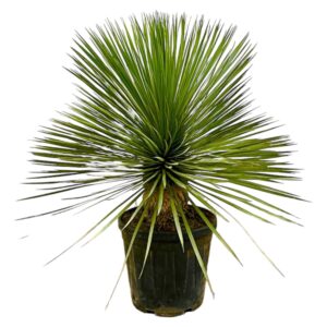 Yucca Rostrata op stam