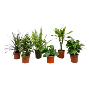 Verrassingsbox - Planten | 6 stuks