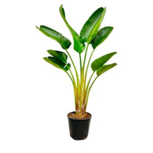 thumbnail_6000-6027.jpg Strelitzia Augusta