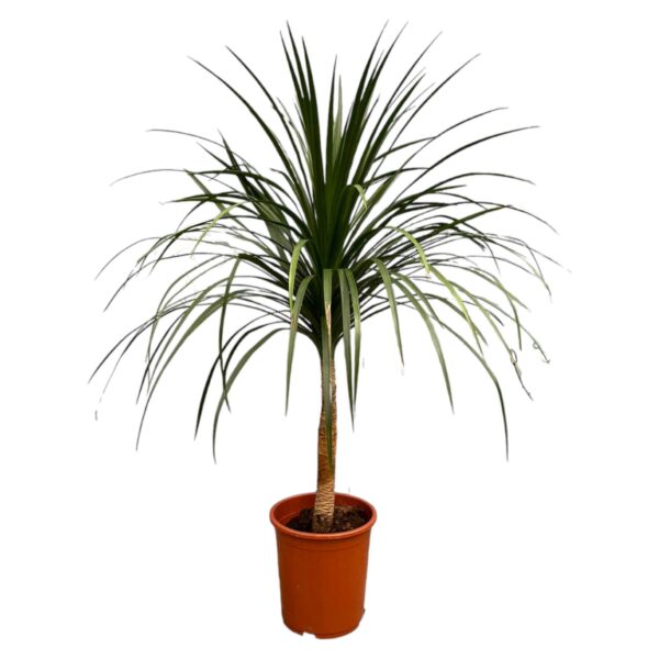 thumbnail_6000-6029.jpg Dracaena Draco