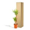Yucca