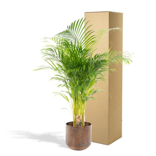 thumbnail_6000-6530.jpg Areca palm met pot