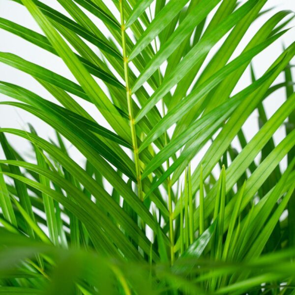 thumbnail_6000-6533.jpg Areca palm met pot