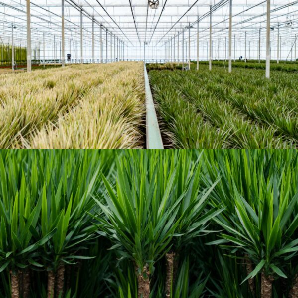 thumbnail_6000-6576.jpg Dracaena & Yucca