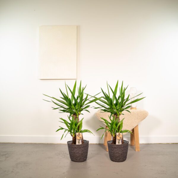 thumbnail_6000-6579.jpg Yucca | 2 stuks