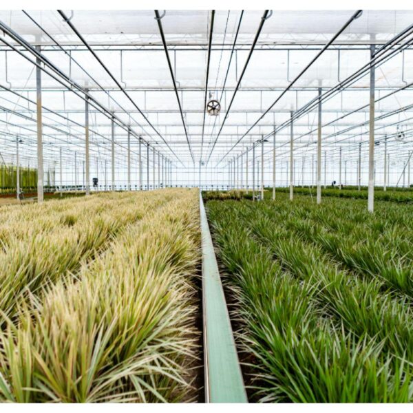 thumbnail_6000-6589.jpg Dracaena