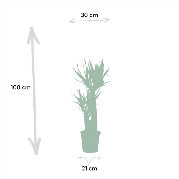 thumbnail_6000-6605.jpg Dracaena & Yucca