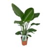 Strelitzia Nicolai - Paradijsvogelplant