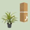 Dracaena Fragrans Lemon Lime