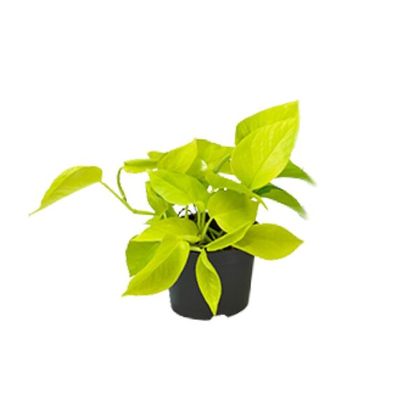 thumbnail_6000-6753.jpg Epipremnum Golden Pothos