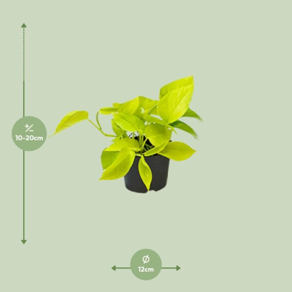 thumbnail_6000-6754.jpg Epipremnum Golden Pothos