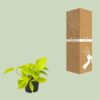Epipremnum Golden Pothos