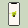 Epipremnum Golden Pothos