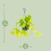 Epipremnum Golden Pothos